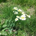 Ranunculus amplexicaulis Floare