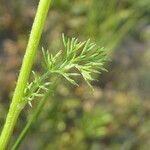 Anthemis arvensis Blatt