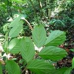 Diplotropis purpurea Hoja