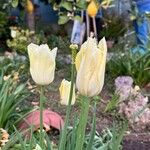 Tulipa spp. ᱵᱟᱦᱟ