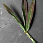 Trifolium infamia-ponertii Leaf