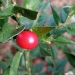 Ruscus aculeatus Fruit