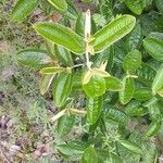 Miconia albicans Fuelha