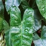 Philodendron burle-marxii Hoja