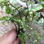 Pilea microphylla Feuille