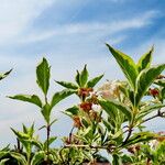 Weigela florida عادت داشتن