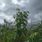 Solanum torvum ᱥᱟᱠᱟᱢ