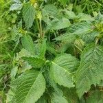 Galeopsis tetrahit Hoja