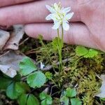 Coptis trifolia Hábito