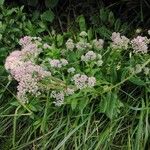 Hylotelephium telephium Libunga