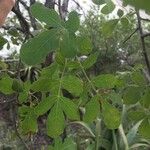 Commiphora mollis Folha