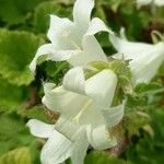 Campanula alliariifolia Blomst