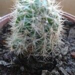 Echinocereus coccineus Листок