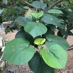 Hibiscus tiliaceus Blad