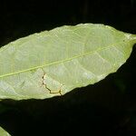 Sorocea affinis Hoja