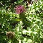 Cirsium acaulon अन्य