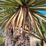 Yucca carnerosana Vekstform