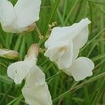 Lathyrus pannonicus 花