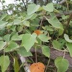 Croton urucurana Blad