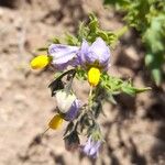 Solanum echegarayiFlower