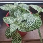 Fittonia albivenisLiść