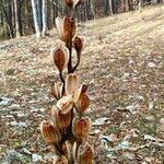 Cardiocrinum cordatum Blüte