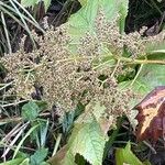 Rodgersia podophylla Цветок