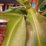 Nepenthes spp. Leaf