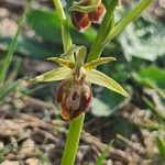 Ophrys virescens Fula