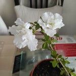 Azalea alabamensis फूल