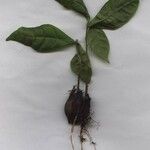 Quararibea pumila Diğer