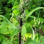 Lactuca biennis Flower