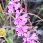 Silene scabriflora Flower