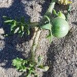 Solanum triflorum Fruit