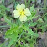 Oenothera laciniata Ліст