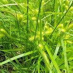 Carex lurida Blatt