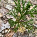 Lycopodium dendroideum Foglia