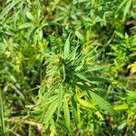 Cannabis sativaFrunză