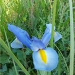 Iris xiphiumKvet