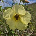 Hibiscus lunariifolius फूल