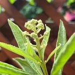 Eutrochium fistulosum Virág