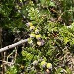 Osteomeles anthyllidifolia Frucht