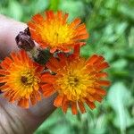 Pilosella guthnikiana Flower