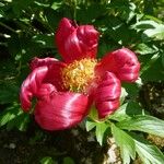 Paeonia peregrina Egyéb