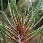 Pinus coulteri Hoja