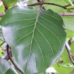 Nauclea latifolia Folio