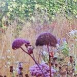 Angelica gigas Blomst