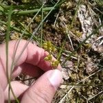 Scheuchzeria palustris Fruit