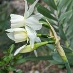 Narcissus triandrus Cvet