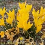 Sternbergia sicula अन्य